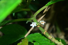Cyrtandra umbellifera