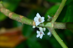 Cyrtandra umbellifera
