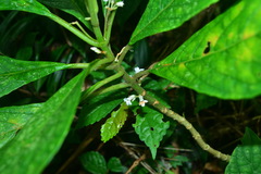 Cyrtandra umbellifera