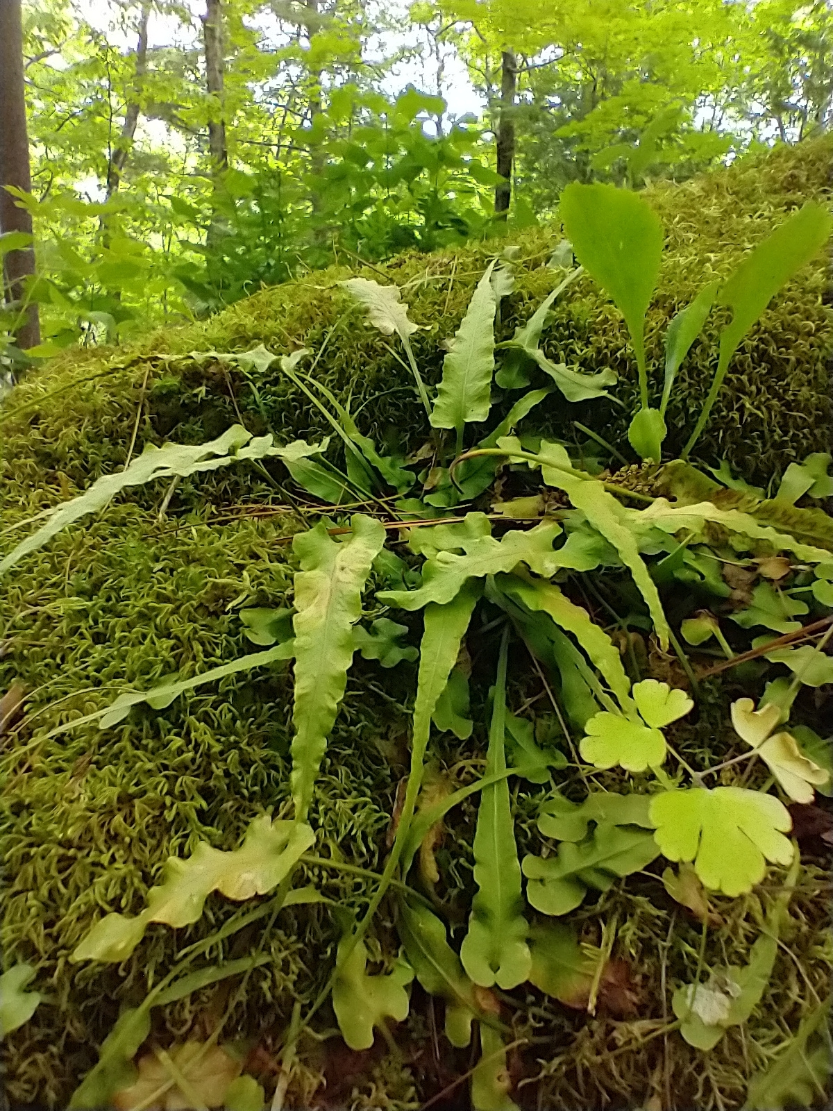 Asplenium rhizophyllum