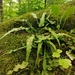 Asplenium rhizophyllum - Photo 由 Tom Norton 所上傳的 (c) Tom Norton，保留部份權利CC BY