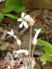One-flower naked-stem (Gymnocaulis uniflora)