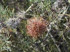 Banksia sphaerocarpa