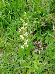 Platanthera chlorantha