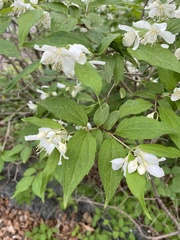 Philadelphus tenuifolius