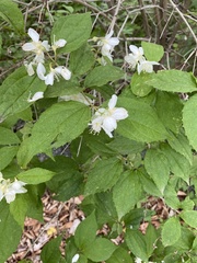 Philadelphus tenuifolius