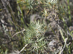 Banksia sphaerocarpa