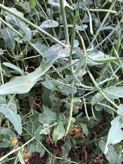 Brassica napus
