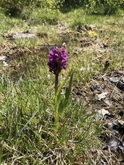 Dactylorhiza incarnata