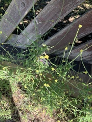 Sisymbrium officinale