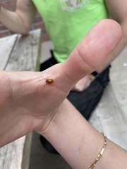 Charidotella sexpunctata