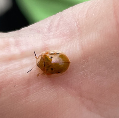 Charidotella sexpunctata