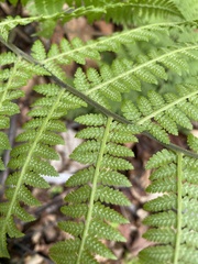 Athyrium rubripes