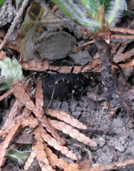 Egaenus convexus