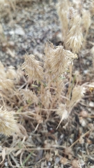 Lamarckia aurea