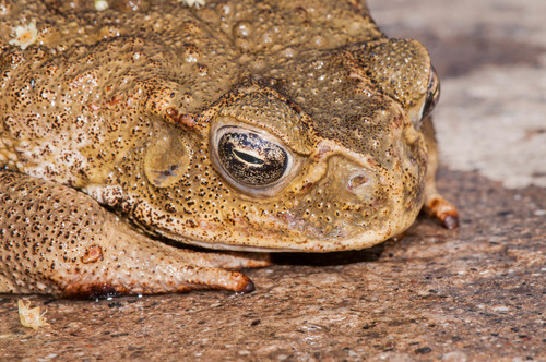 Cane Toad, photo 4 of 8