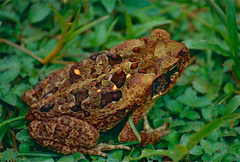 Cane Toad photo 5