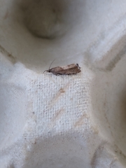 Dichrorampha acuminatana