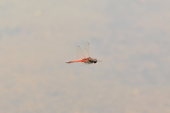 Tramea transmarina euryale