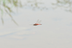 Tramea transmarina euryale