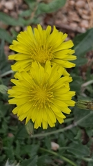 Taraxacum officinale