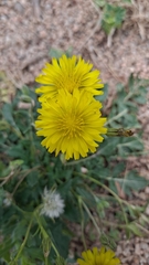Taraxacum officinale
