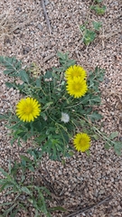 Taraxacum officinale
