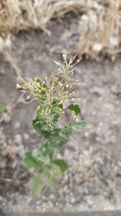 Lepidium