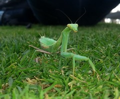 Stagmomantis limbata