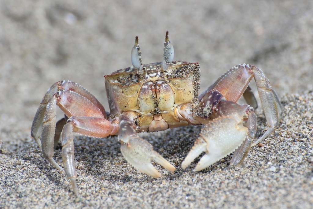 cart driver crab