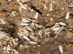 Reticulitermes grassei