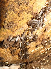 Reticulitermes grassei