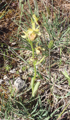 Ophrys sphegodes