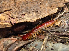 Lithobius