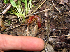 Lithobius