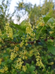 Ribes diacanthum
