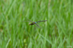 Anax guttatus