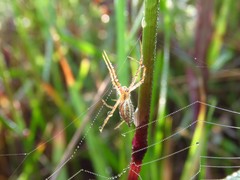 Argiope trifasciata