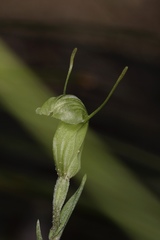 Pterostylis dilatata