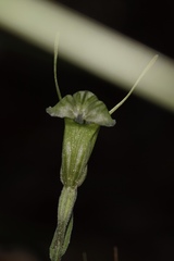 Pterostylis dilatata