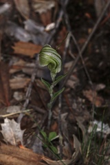 Pterostylis dilatata
