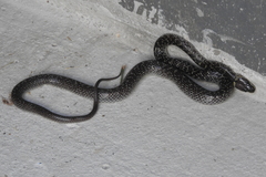 Lycodon capucinus