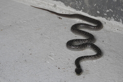 Lycodon capucinus