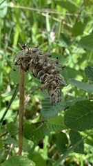 Dactylorhiza majalis baltica