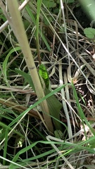 Dactylorhiza majalis baltica