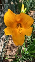Hemerocallis fulva