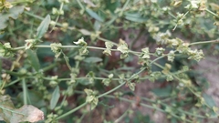 Rumex