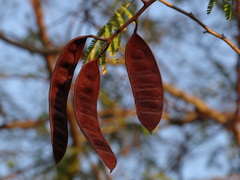 Havardia albicans, photograph (c) Alexis López Hernández, some rights reserved (CC BY)