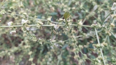 Rumex