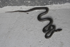 Lycodon capucinus